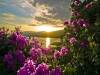 thumbs_017